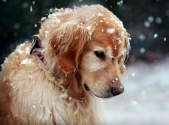 Вероятность сильного снегопада в Морозовске сохранится и в выходные дни
