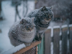 До -12: Морозная и ветреная неделя предстоит морозовчанам