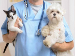 День льготной стерилизации кошек и собак на Дону проводят каждый последний четверг месяца