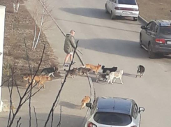 Собаки бегают стаями, бросаются на людей