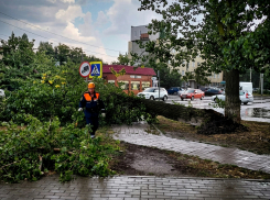 Сильный ветер повалил дерево на улице Подтелкова