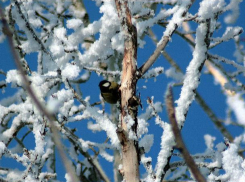 Последние ноябрьские выходные для морозовчан окажутся холоднее обычного