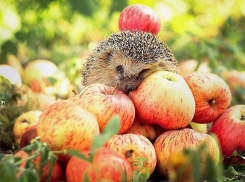 Потепление до +26 градусов ожидается в Морозовске 10 сентября