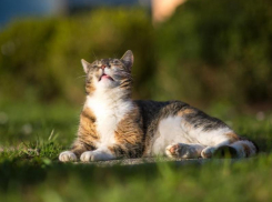 +26 градусов и солнце: комфортные погодные условию обещают синоптики в субботу