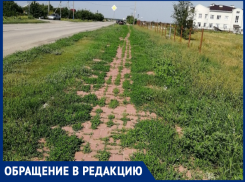 Неужели нет служб, которые обязаны за этим следить? - морозовчанка о заросшем травой тротуаре 