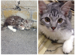 Кот, которому повезло: история, рассказанная вне конкурса