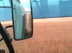 Появилось видео жатвы в Морозовском районе перед ненастьем