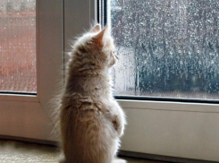 Сырую, прохладную погоду обещают морозовчанам в среду