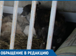 Отлов собак в Морозовске по заявлениям одних жителей вызвал сильное возмущение других