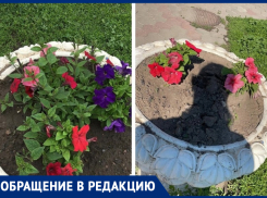 Люди не хотят, чтобы город наш был красивым! - морозовчанка об украденных с клумбы цветах