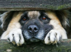 Две собаки оказались под риском быть убитыми в хуторе Николаев Морозовского района