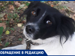 Собаку, которую кормил весь дом, в Морозовске нашли убитой на лестничной площадке