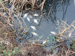 Река Быстрая под угрозой: в Морозовске прокомментировали ситуацию с загрязнением реки Быстрая 