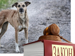 Новый закон «Об ответственном обращении с животными» в России всупит в силу с 1 января