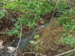 «Это экологическая катастрофа», - футбольный тренер в Морозовске снял на видео погибшую рыбу и нечистоты, стекающие в реку Быструю