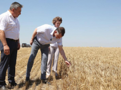 Ростовская область собрала 1,75 миллиона тонн зерна нового урожая