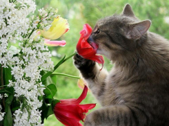 До 17 градусов тепла ожидается в Морозовске 7 мая