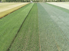 46 сортов пшеницы показали на Дне поля в Морозовском районе