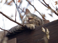 Облачность и +3 градуса тепла ожидается в Морозовске в пятницу, 23 декабря