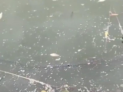 Рыба дохнет прямо на глазах: читатель «Блокнота Морозовска» показал на видео, что сейчас происходит на реке Быстрой