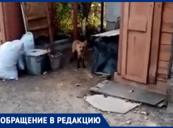 Лиса загрызла собаку и металась по двору в Морозовске