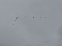 Над Морозовском заметили косяк уток: тёплая осень уступает место зиме