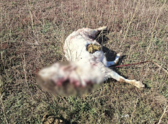 Территорию, где были найдены убитые козы, обследуют на наличие бездомных собак