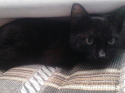 Особое объявление об особом морозовском «котэ» опубликовали в Сети