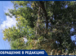 Большая ветка повисла над тротуаром на улице Ворошилова