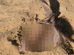 Полголовы козы нашли дети в песочнице на улице Ворошилова в Морозовске