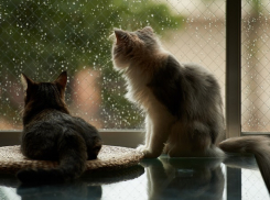 Все, что вам нужно - просто захватить зонт: в Морозовске установилась дождливая погода