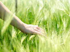 Неделя для морозовчан начнется  с долгожданного потепления