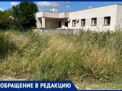 Все уже превратилось в лес! – морозовчанка о некошеной траве в микрорайоне «Тексер»