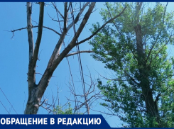  Провода оборвут – это еще полбеды! – морозовчане об опасных сухих тополях на улице Ворошилова