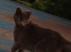 Кошка ушла гулять и не вернулась