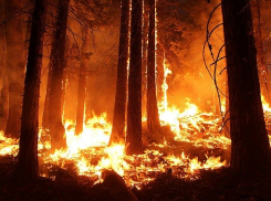 Велика вероятность природных пожаров! Жителей Морозовска попросили соблюдать осторожность