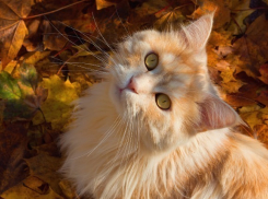 Синоптики и народные приметы пообещали Морозовску ясный вторник