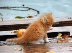 Хорошего понемножку: в Морозовск снова вернулись дожди