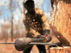 Условный срок получил мужчина за пущенные на дрова деревья в Милютинском районе