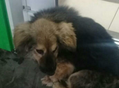 Псу со сломанной челюстью нужны теплая веранда, добрый хозяин и мягкая еда