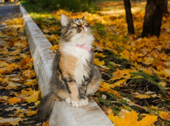 Потепление до +26 градусов обещают морозовчанам в первый день октября