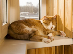 Опять целая неделя без дождя ожидает морозовчан