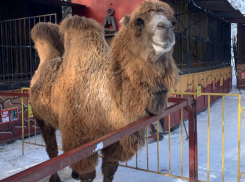 Тигры, верблюды, леопарды и веселые аттракционы: морозные будни скрасит поход в зоопарк «Леон» 