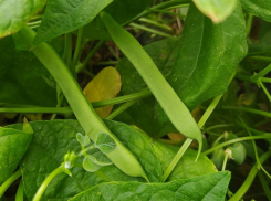 Зеленая фасоль вырастет даже у тех, кто никогда в жизни не сажал огород