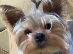 Собака пропала в районе ЦРБ Морозовского района 