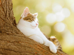 Вторник без осадков: синоптики пообещали морозовчанам теплую и солнечную погоду