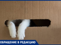 В Италии за выброс животного дают один год тюрьмы или большой штраф! - морозовчанка о жестоких и безответственных людях