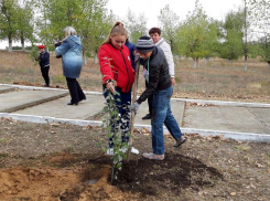  12 тополей, 8 берез и 10 кустарников магонии высадили морозовчане в рамках акции «Лес Победы»