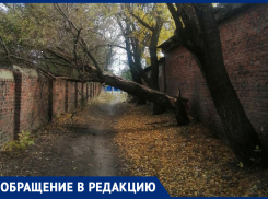 Будем ждать, когда кого-то привалит? – морозовчанка об упавшем в проулке дереве