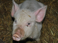 Двух умерших от вируса африканской чумы свиней нашли возле Морозовска 